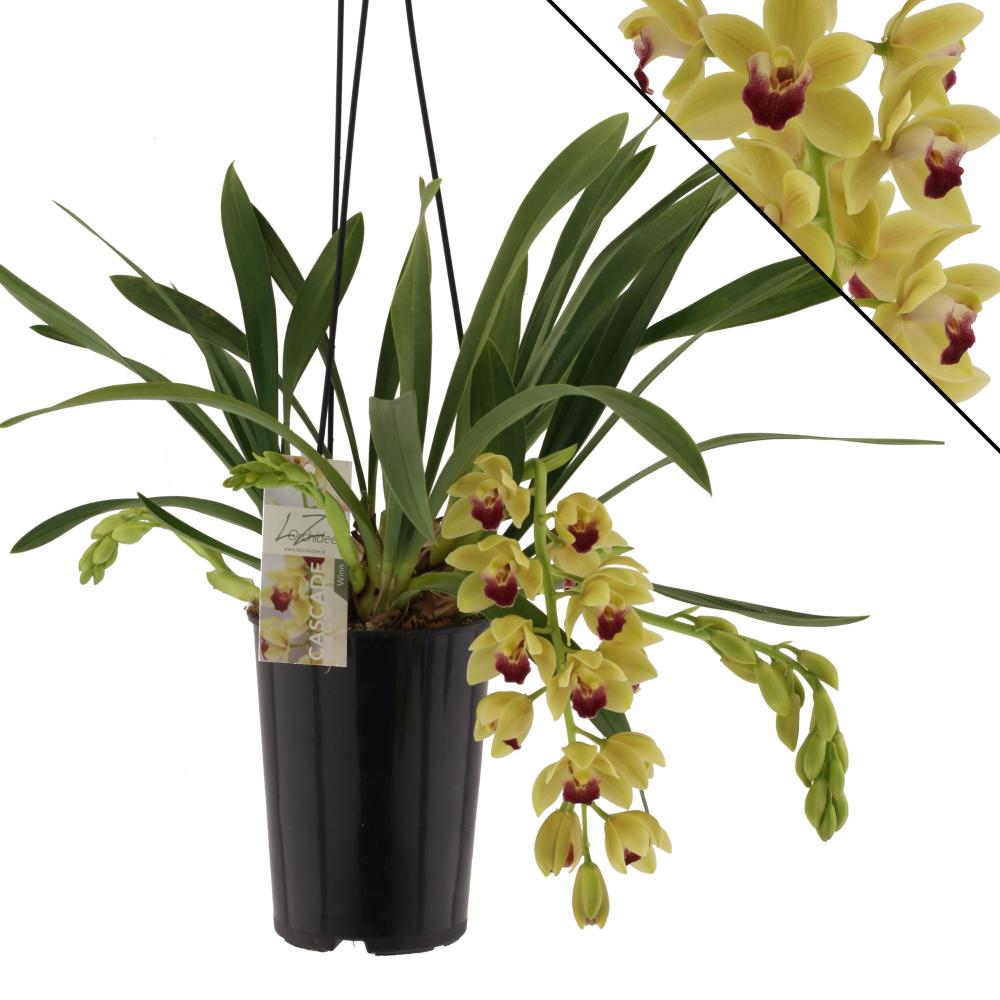 Cymbidium