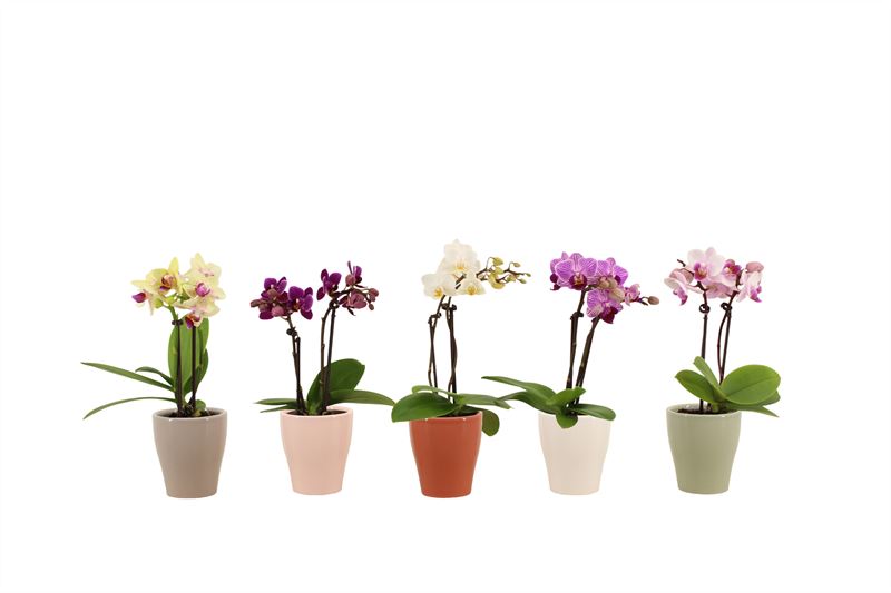 Phal.mini