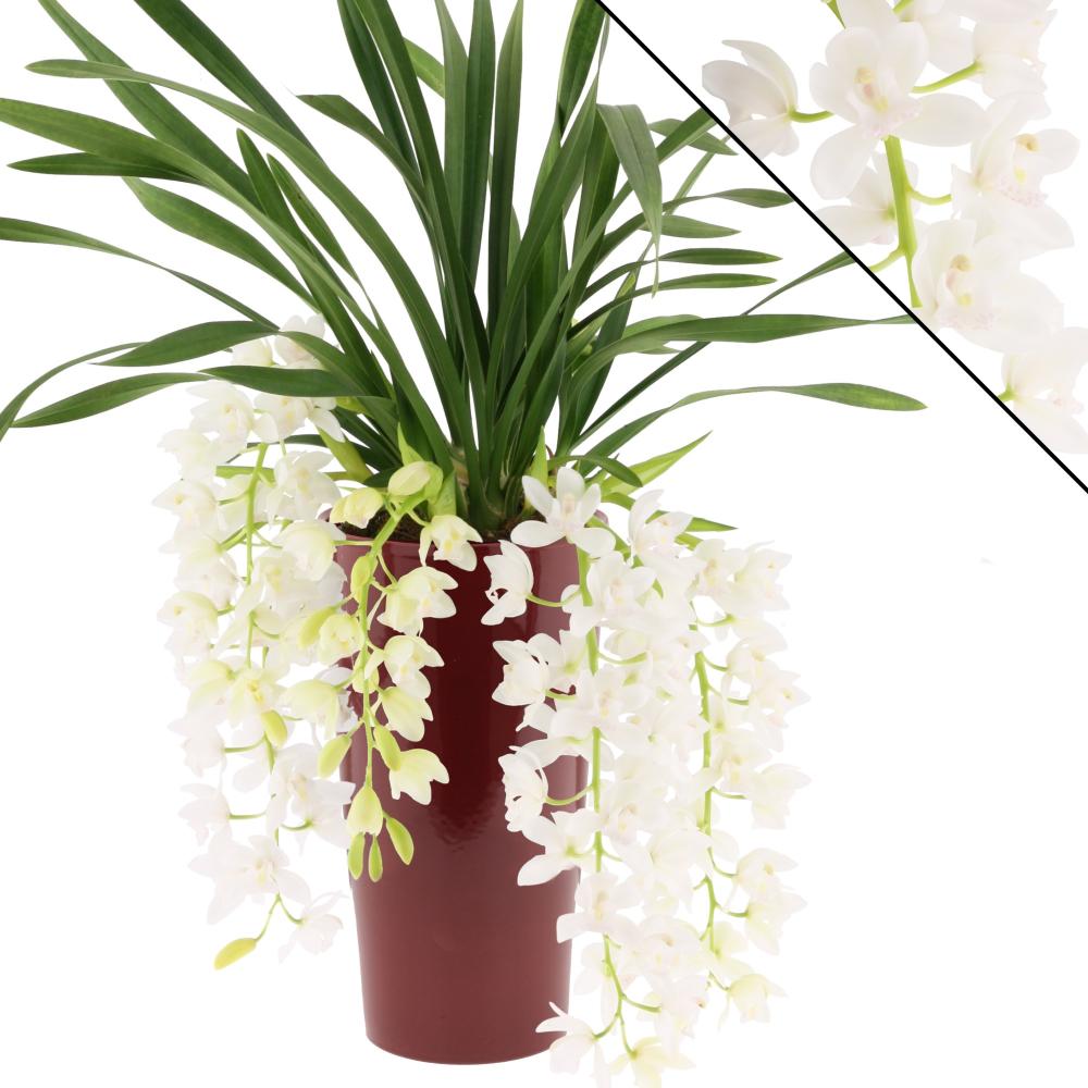 cymbidium