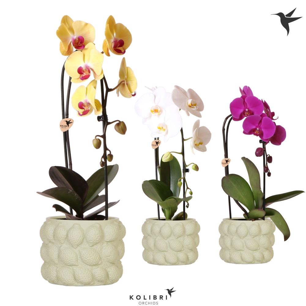 phalaenopsis