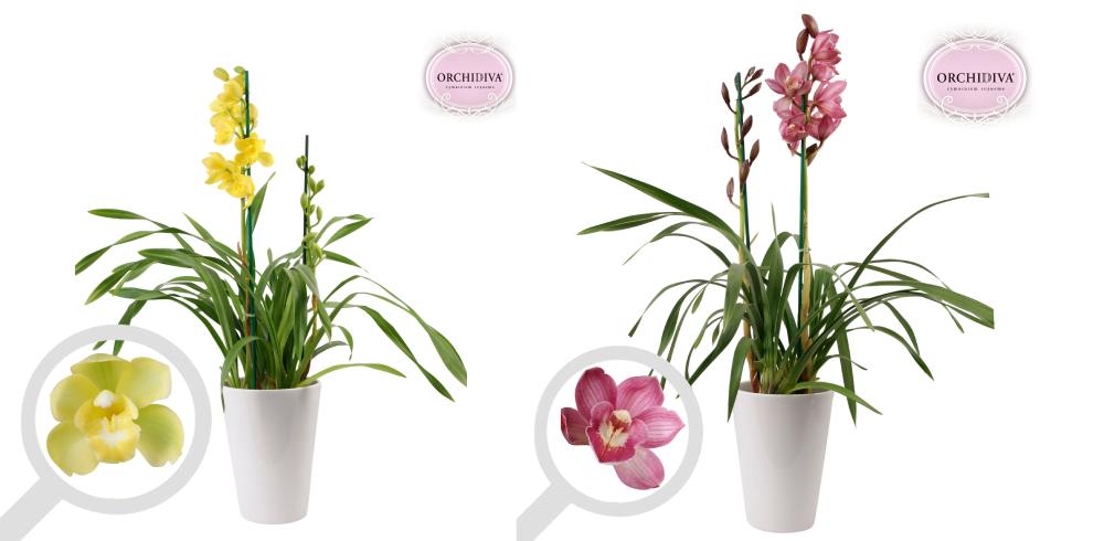 cymbidium