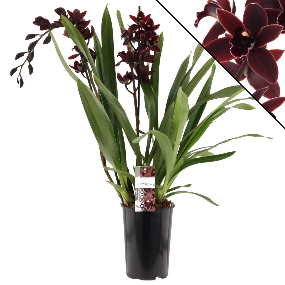 orchidées non valorisées