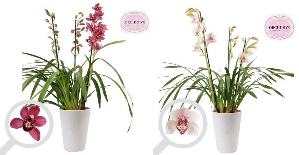 cymbidium