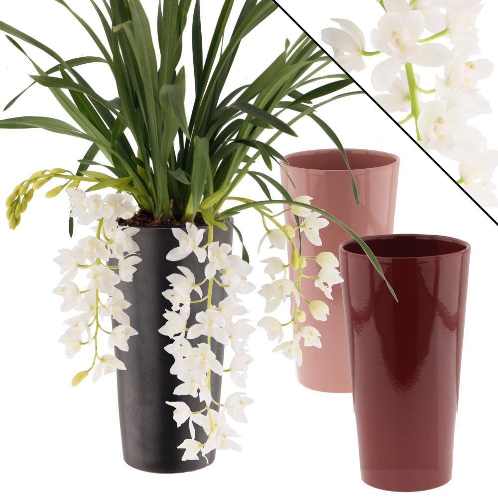 Cymbidium