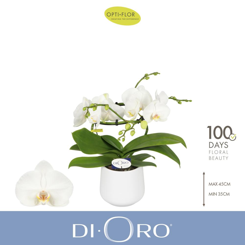 orchidées valorisées