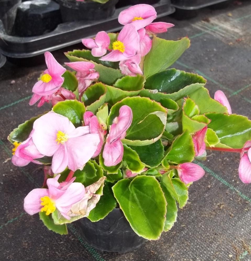 Begonia