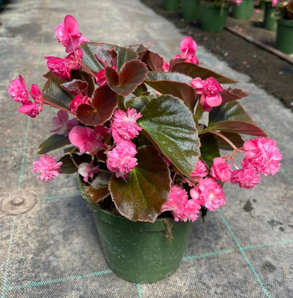 Begonia doublet