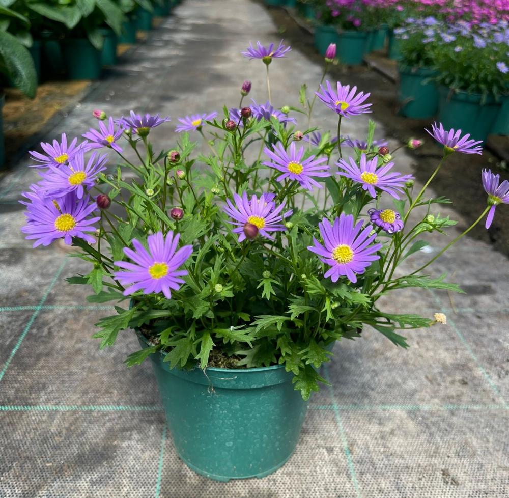 Brachyscome