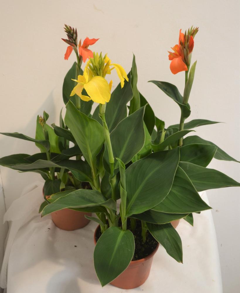 Canna indica