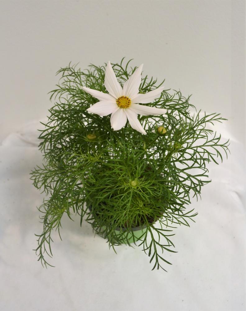 Cosmos