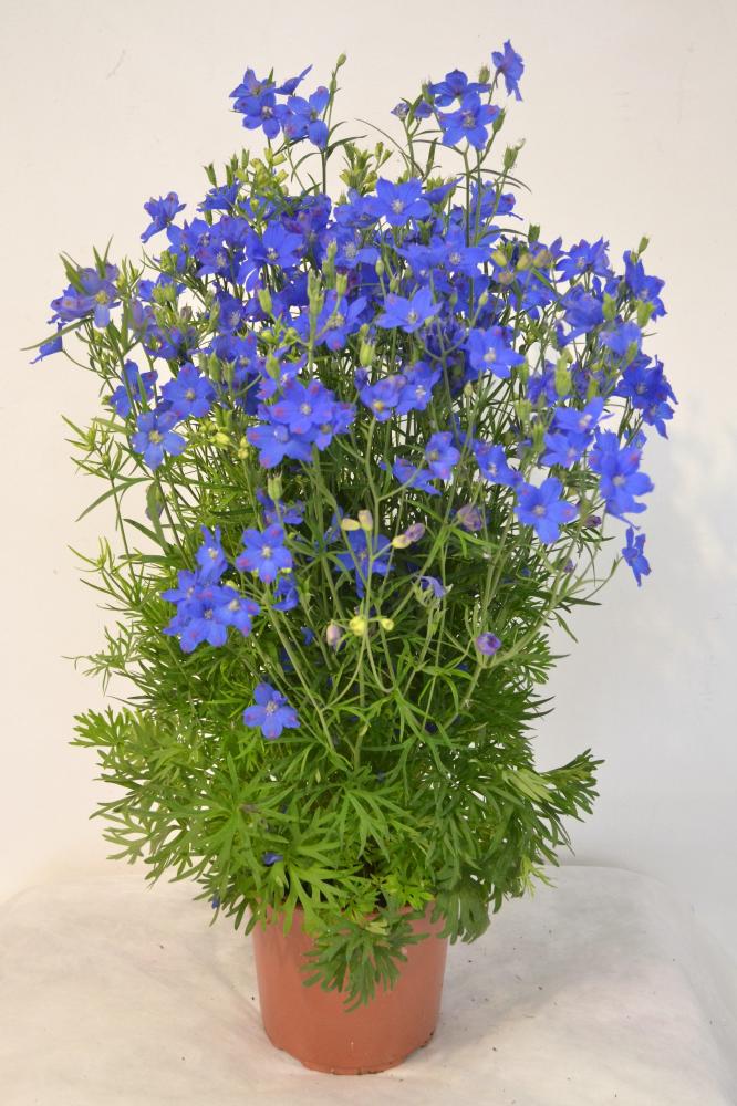 Delphinium