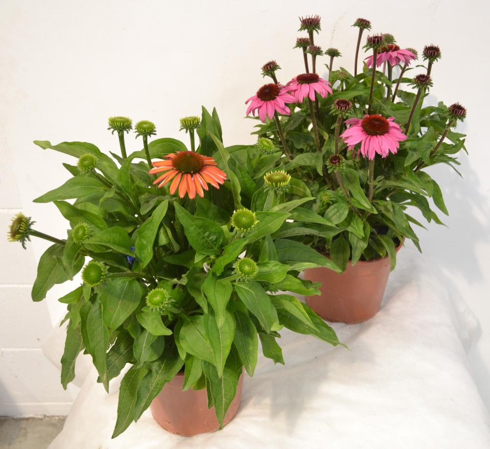 Echinacea
