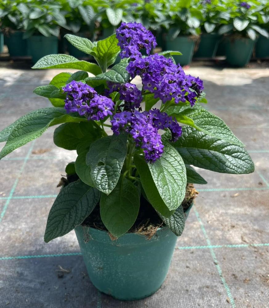 Heliotrope 14