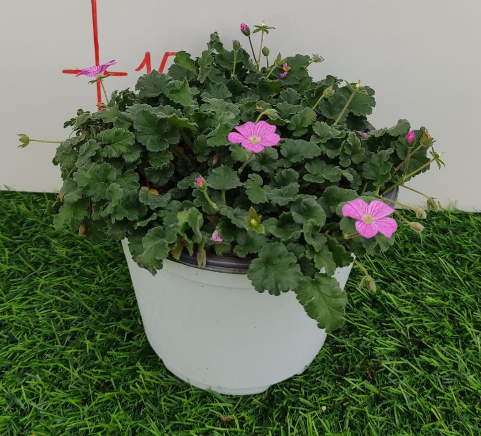 Erodium