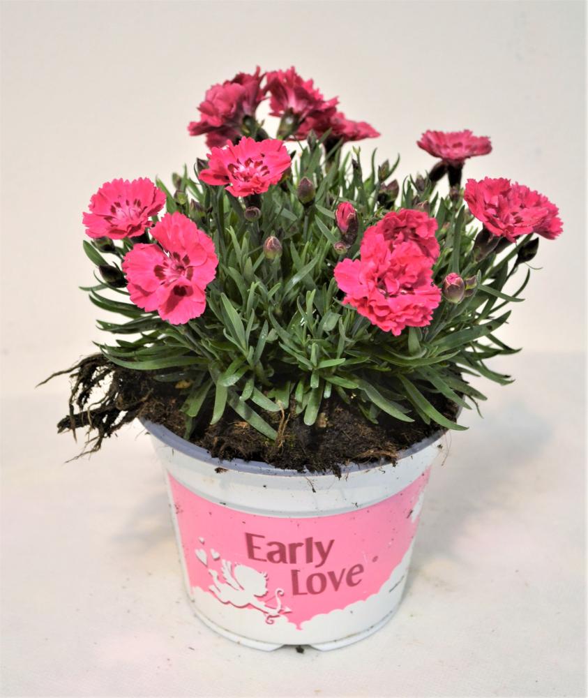Oeillet early love