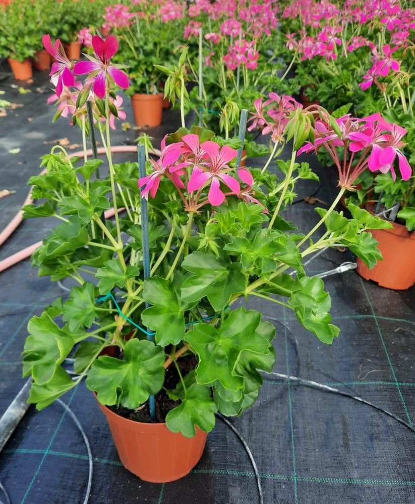 Geranium parigino