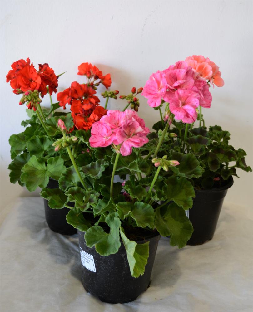 Geranium zonale