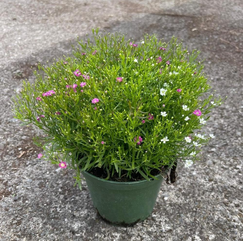 Gypsophila 