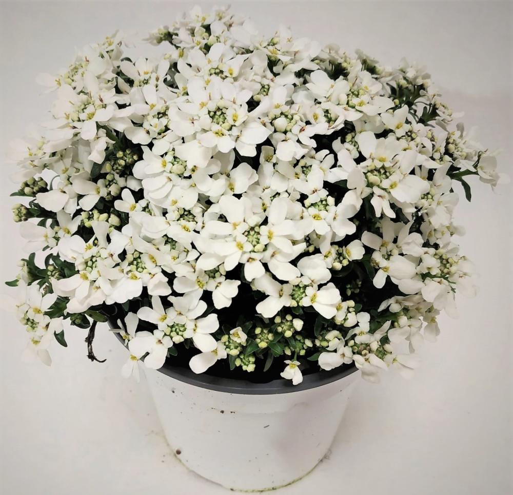 Iberis sempervirens