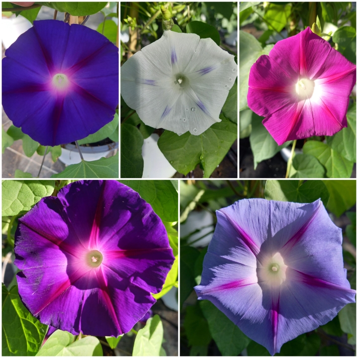 Ipomea batatas