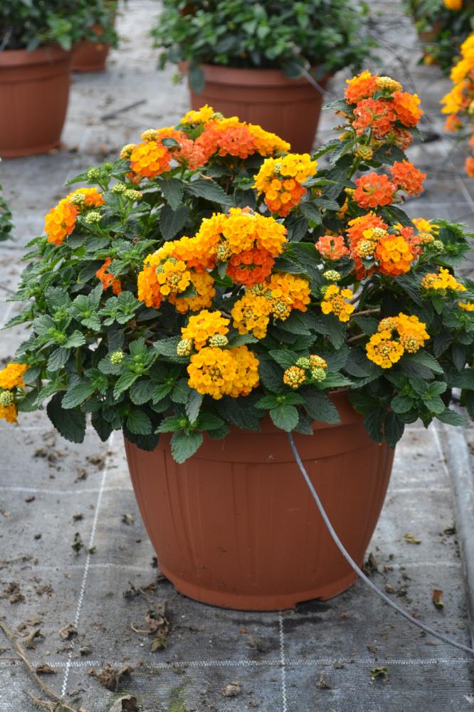 Lantana camara