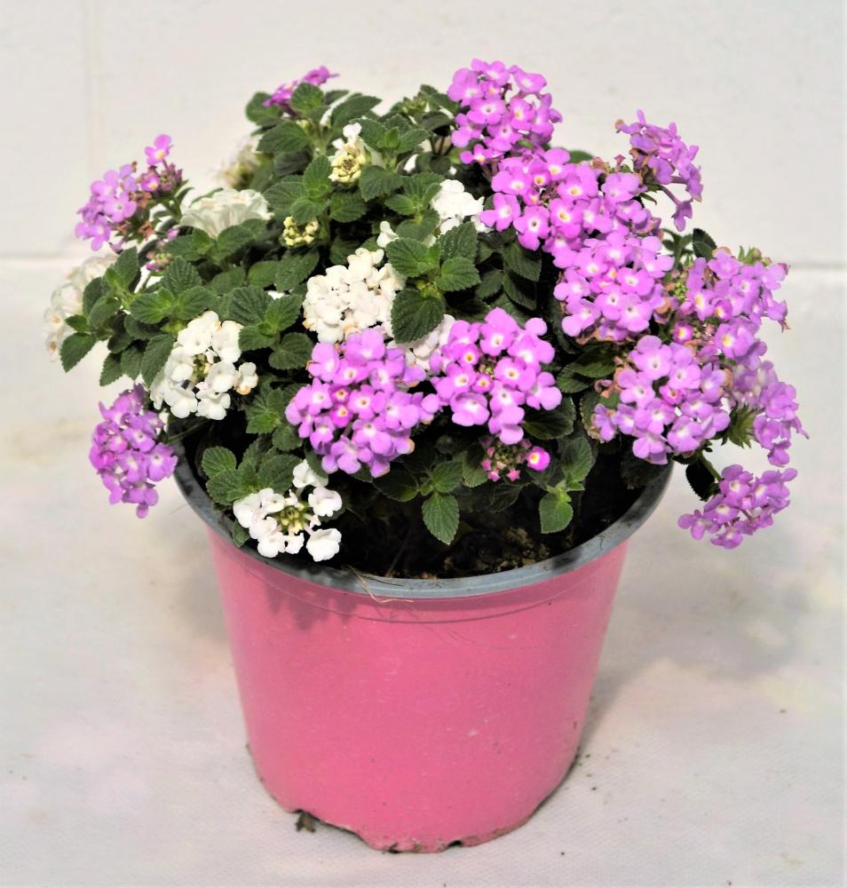 Lantana sellowiana