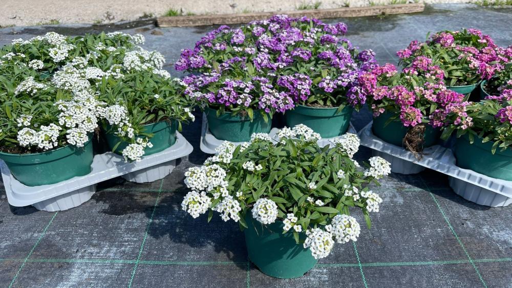 Lobularia