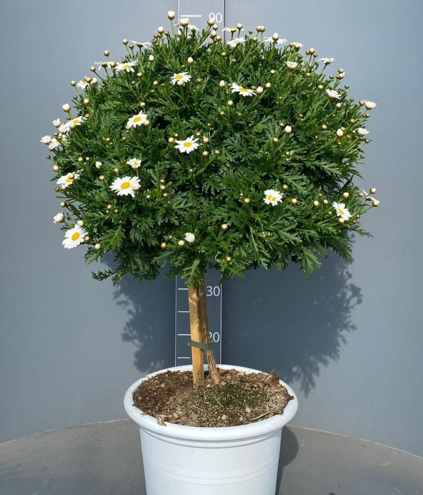 Anthemis tige 30 
