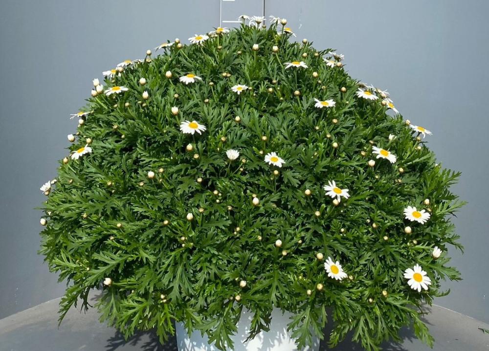 Anthemis 