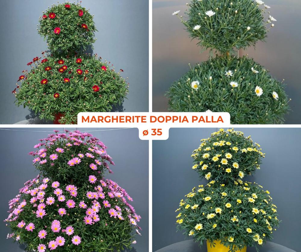 Anthemis double boule