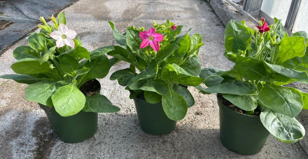 Nicotiana
