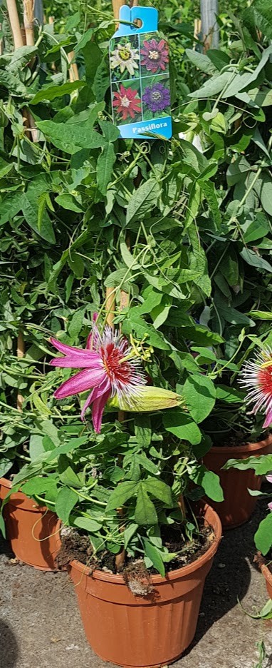 Passiflore pyramide