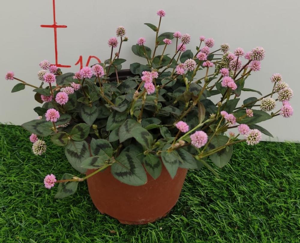 Polygonum capitatum