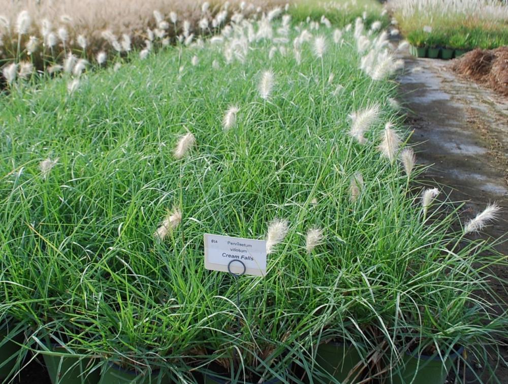 Pennisetum villosum