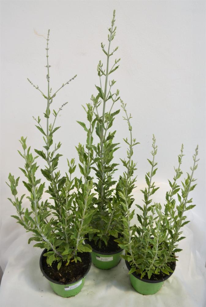 Perovskia atriplicifolia