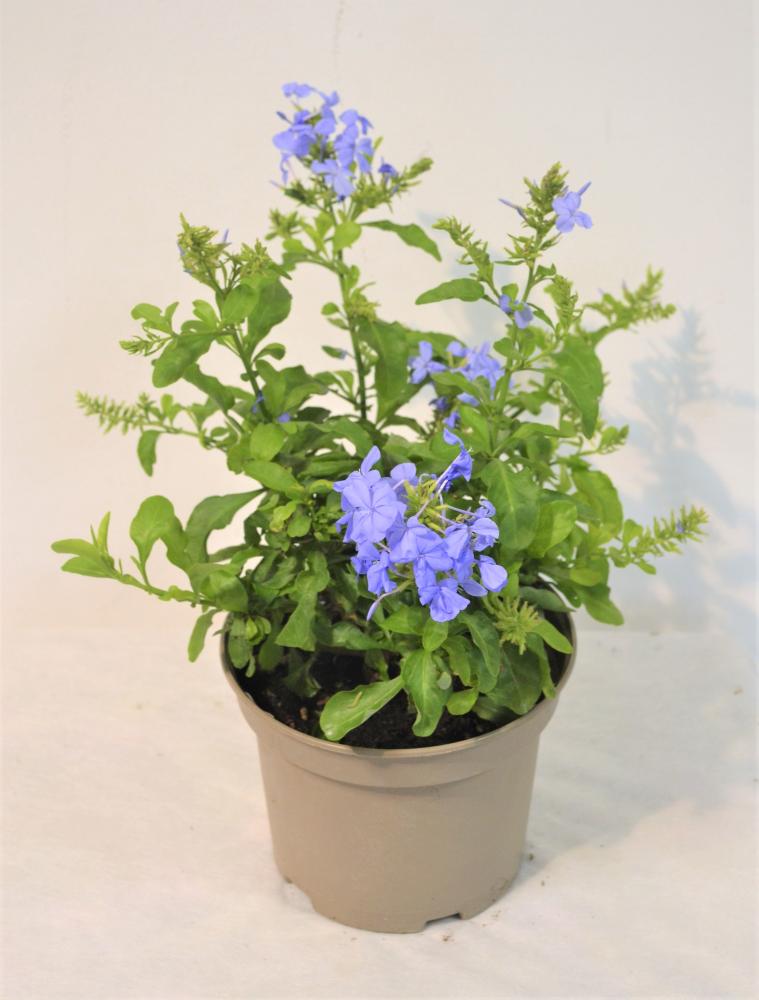 Plumbago