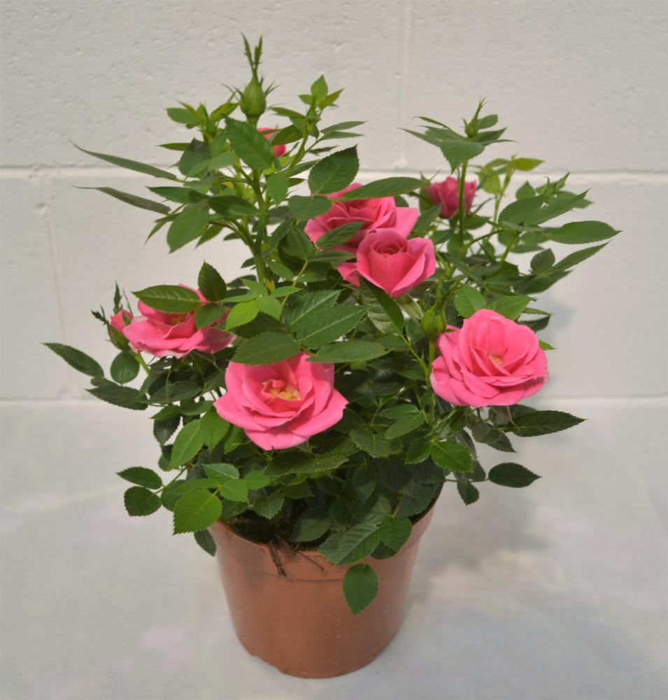 Rose meilland