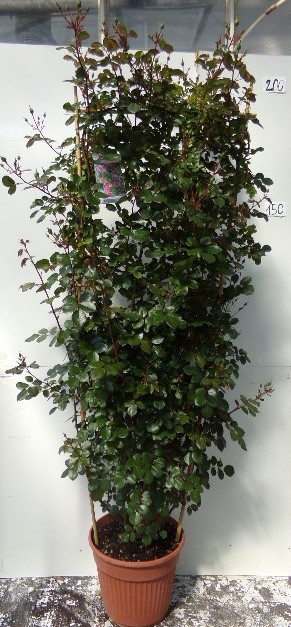 Rose espalier