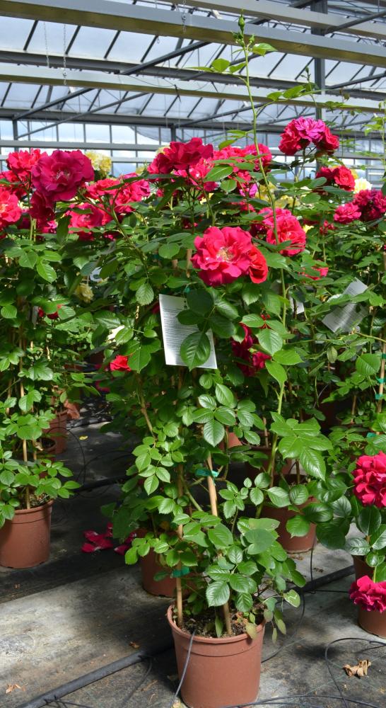 Rose pyramide