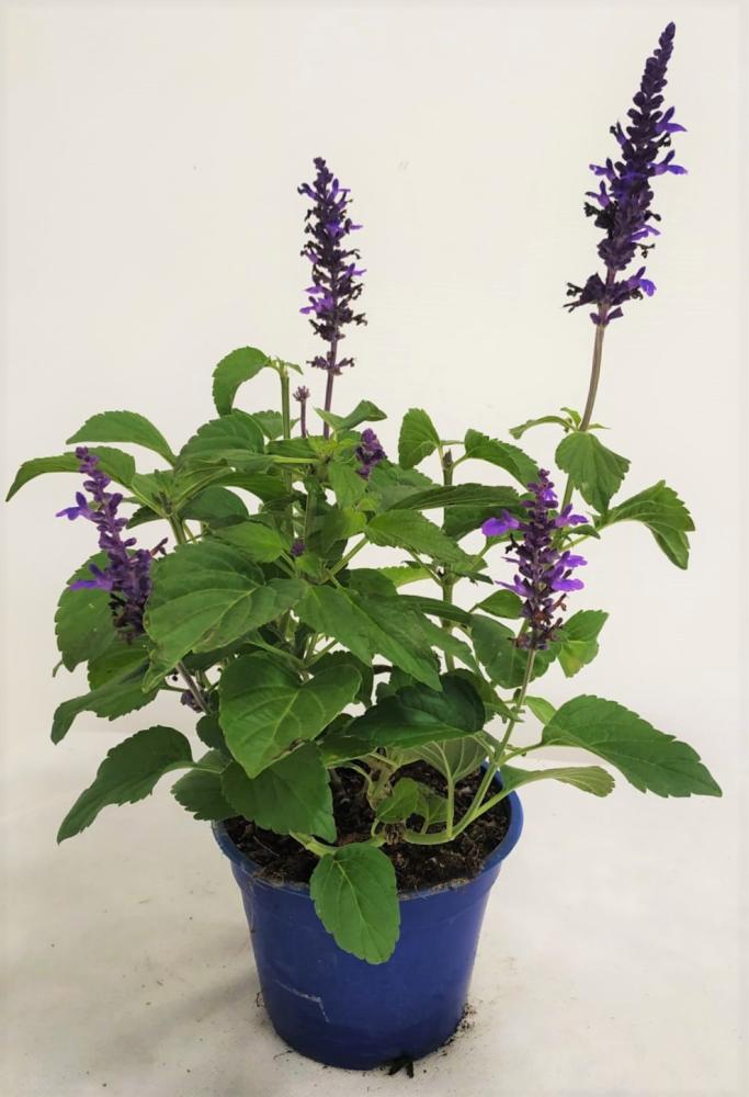 Sauge farinacea