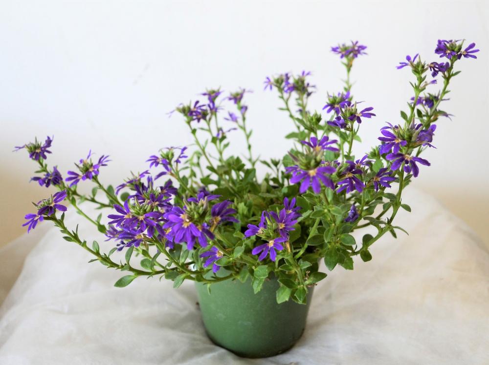 Scaevola