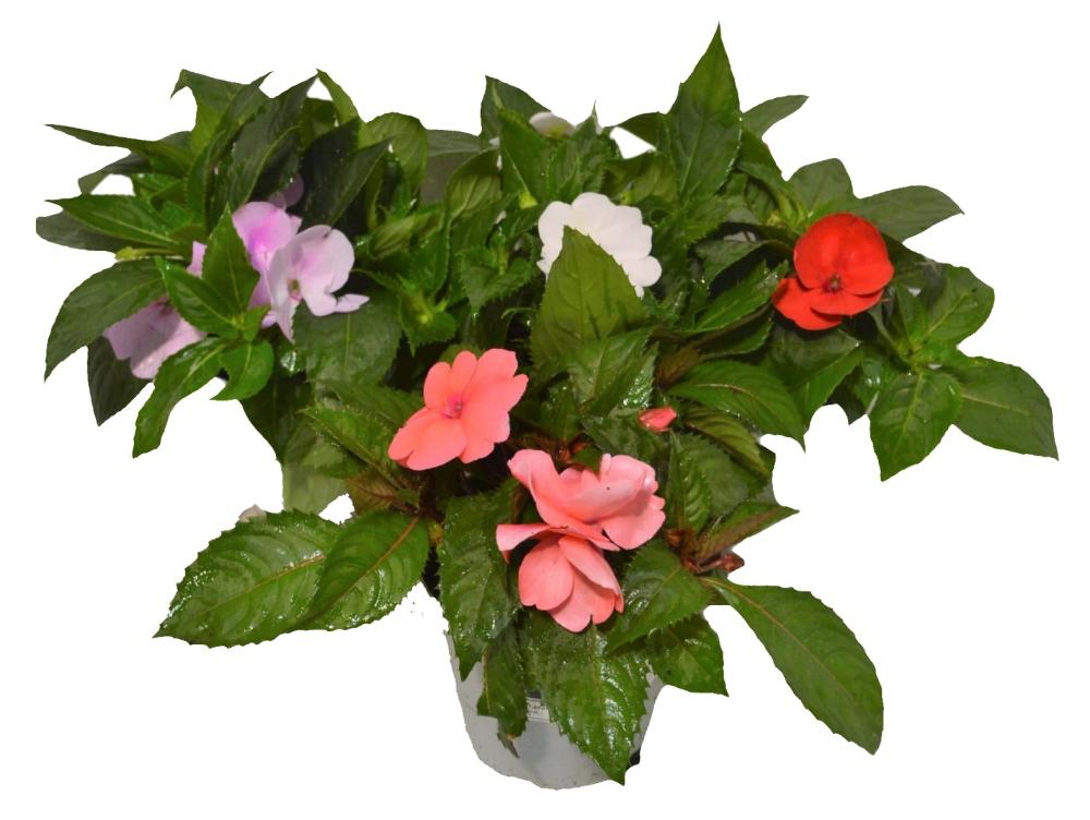 Sunpatiens