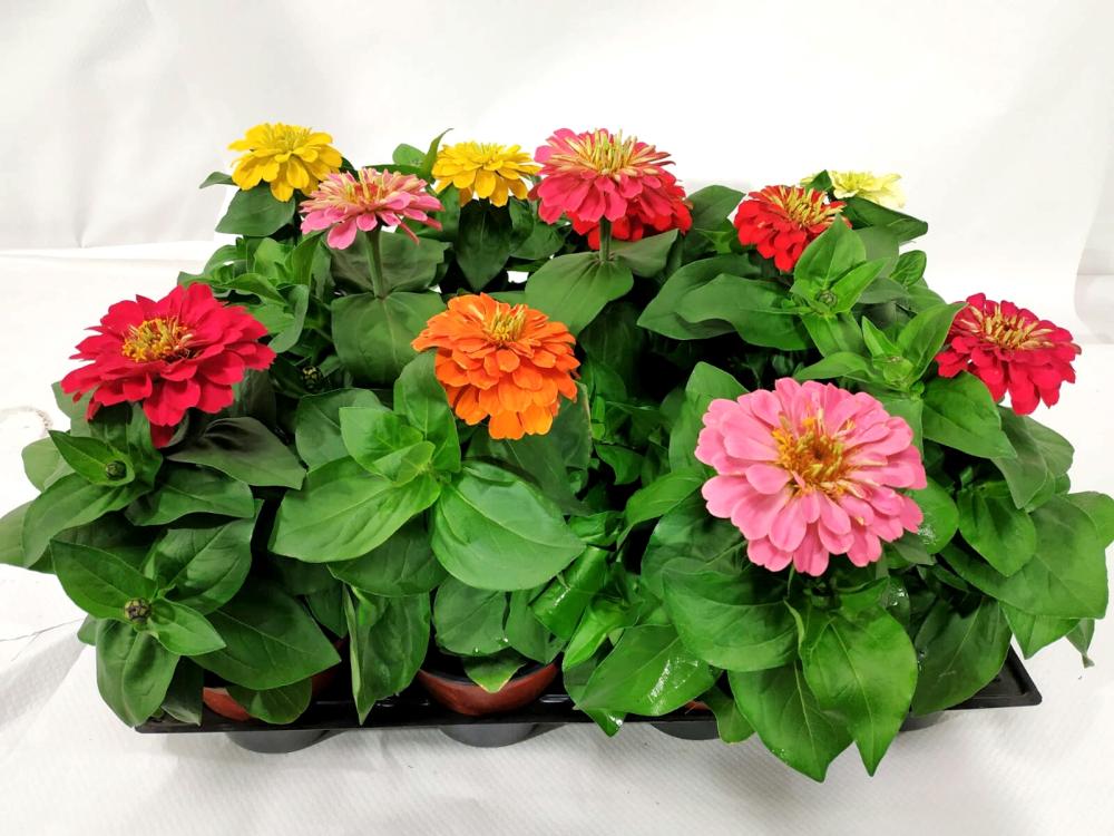 Zinnia