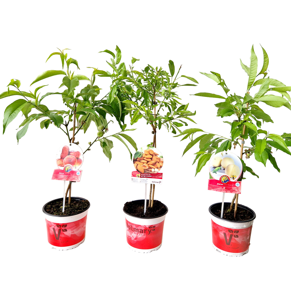 Prunus persica