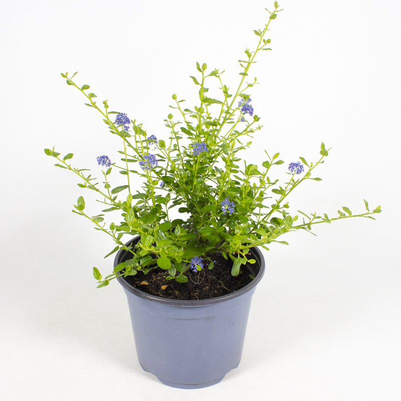 ceanothus impressus