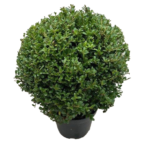 Ilex crenata stokes