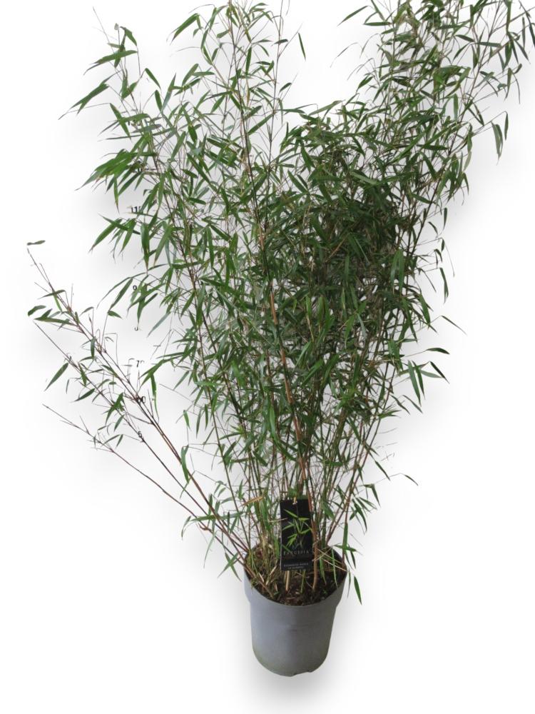 bambusa 