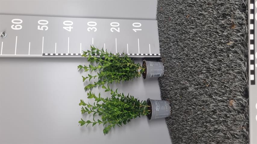 buxus