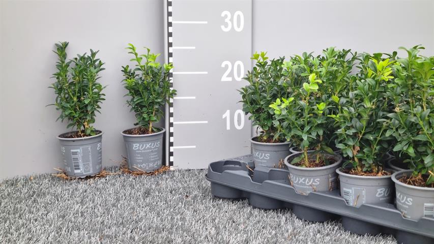 buxus