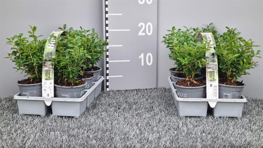 buxus